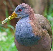 Giant Wood Rail