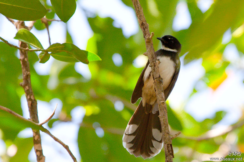 Malaysian Pied Fantail, identification