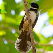 Malaysian Pied Fantail