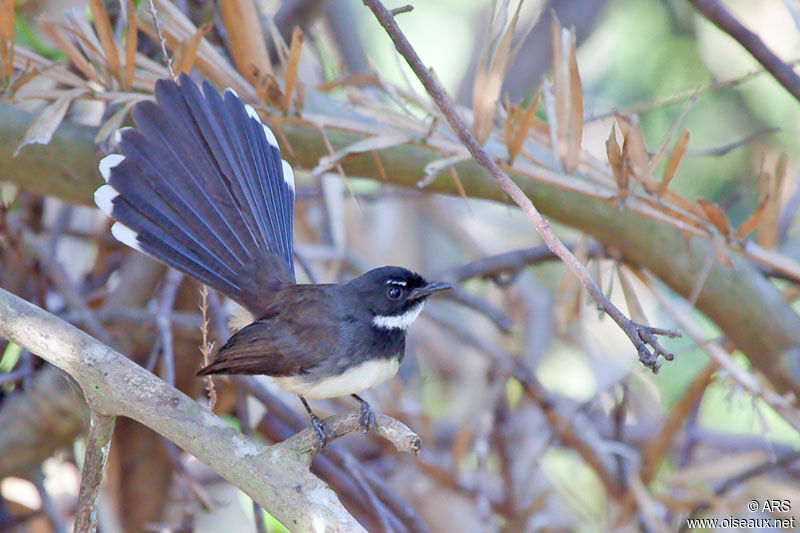 Malaysian Pied Fantail, identification