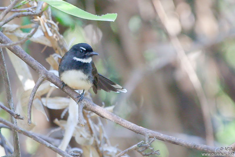 Malaysian Pied Fantail, identification