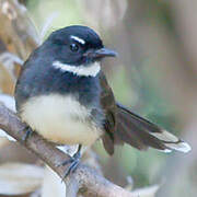 Malaysian Pied Fantail