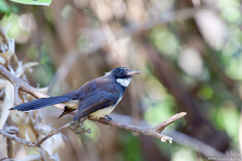 Rhipidure pie, identification