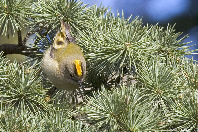 Roitelet huppé, identification