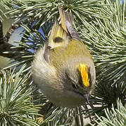 Goldcrest