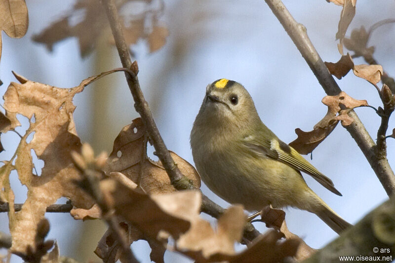 Goldcrest, identification