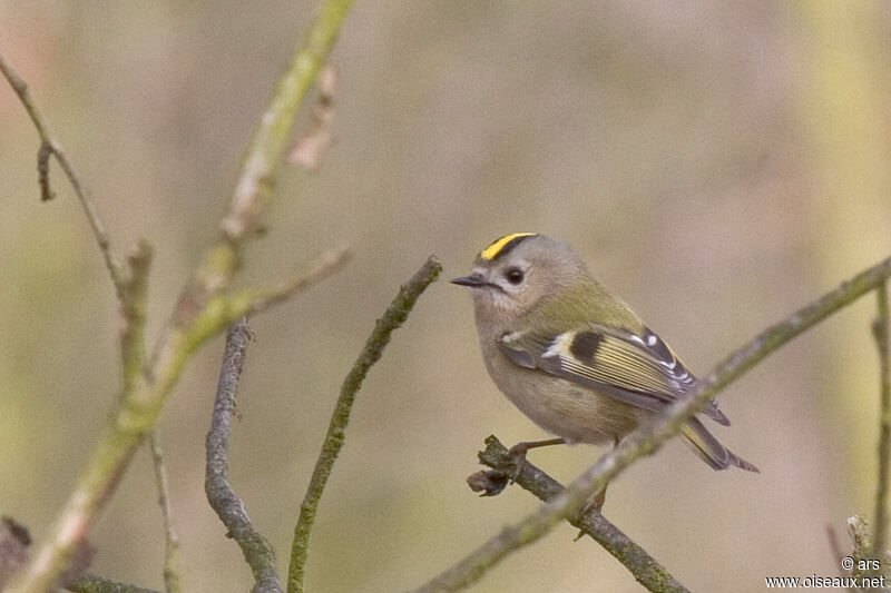 Goldcrest, identification