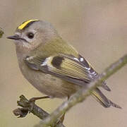 Goldcrest