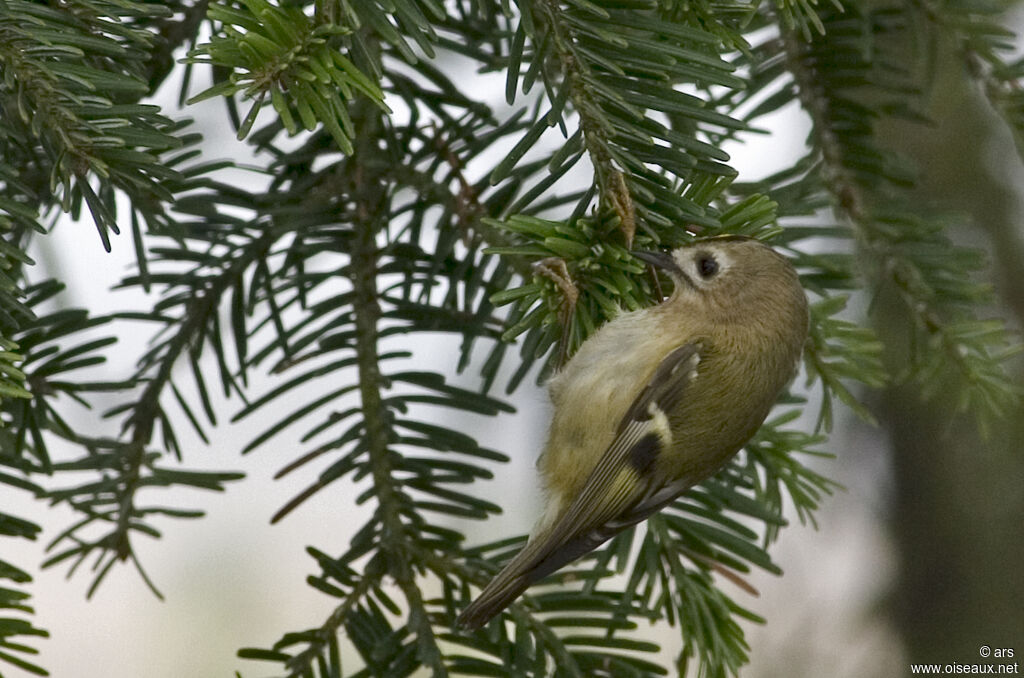 Goldcrest, Behaviour