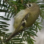 Goldcrest