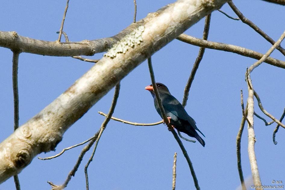 Oriental Dollarbird, identification