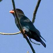 Oriental Dollarbird