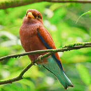 Broad-billed Roller