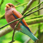 Broad-billed Roller