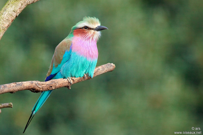 Lilac-breasted Roller, identification