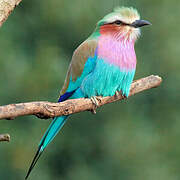 Lilac-breasted Roller