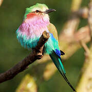 Lilac-breasted Roller