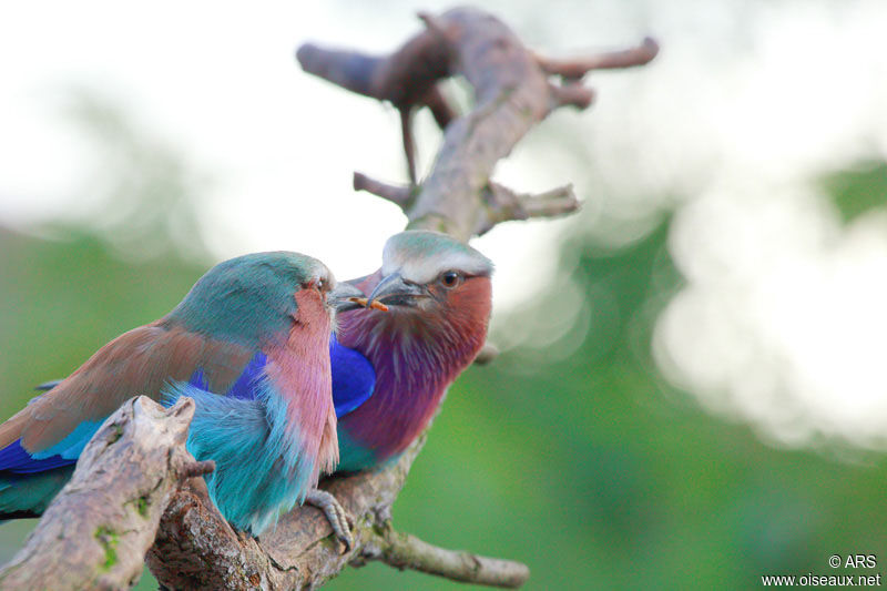 Lilac-breasted Roller, Behaviour