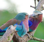 Lilac-breasted Roller