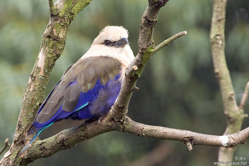 Blue-bellied Roller, identification