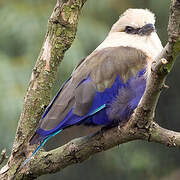 Blue-bellied Roller