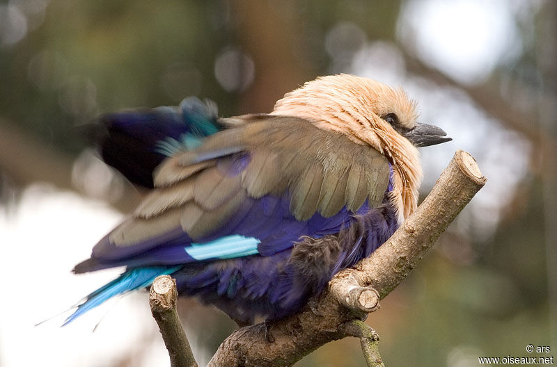 Blue-bellied Roller, identification