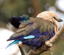 Blue-bellied Roller