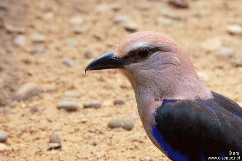 Blue-bellied Roller, identification