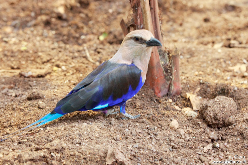 Rollier à ventre bleu, identification