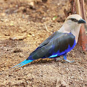 Blue-bellied Roller