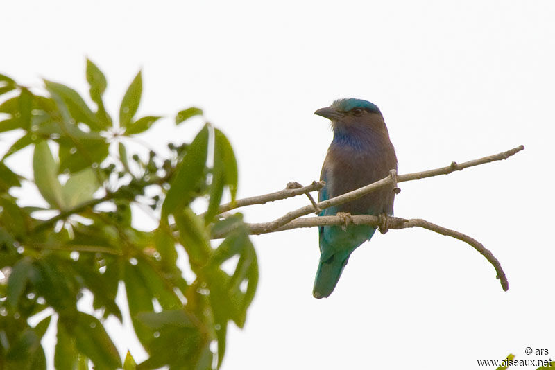 Indochinese Roller, identification