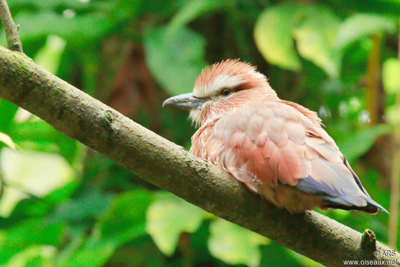 Purple Roller, identification