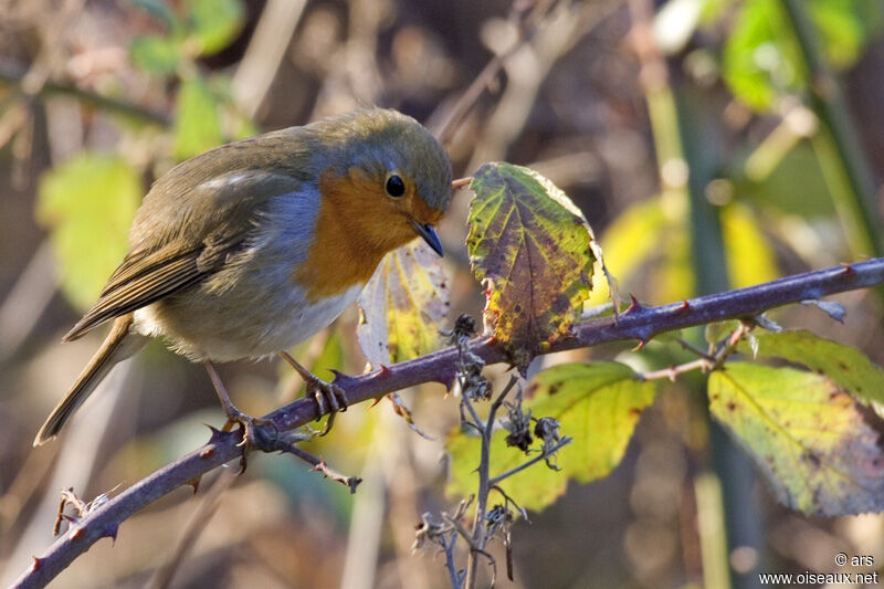 European Robin, identification