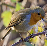 European Robin