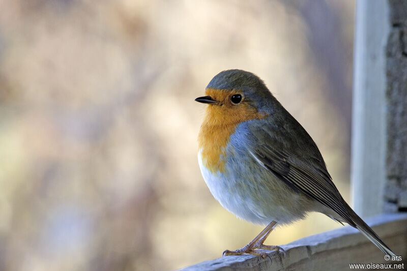 European Robin, identification