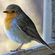 European Robin