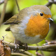 European Robin