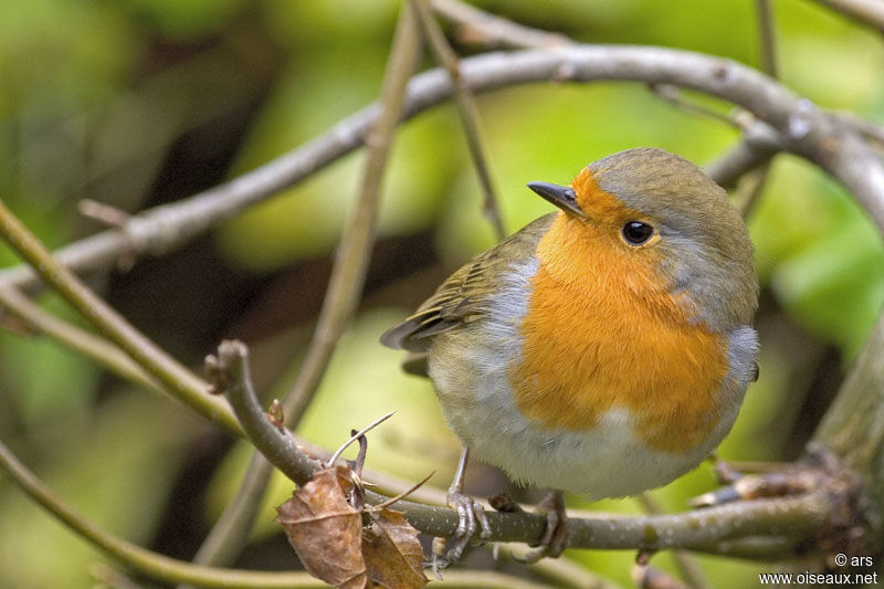 European Robin, identification