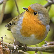 European Robin