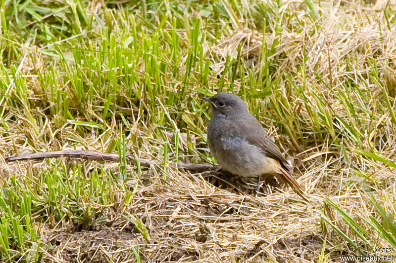 Black Redstart, identification