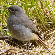 Black Redstart