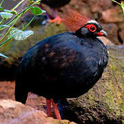 Crested Partridge