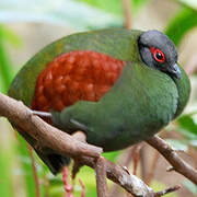 Crested Partridge