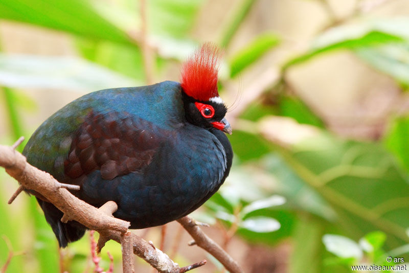 Crested Partridge male, identification