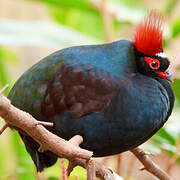 Crested Partridge