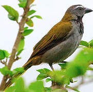 Buff-throated Saltator