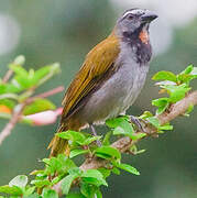 Buff-throated Saltator