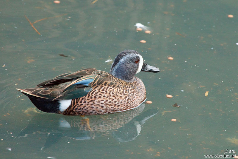 Sarcelle à ailes bleues, identification