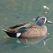 Blue-winged Teal