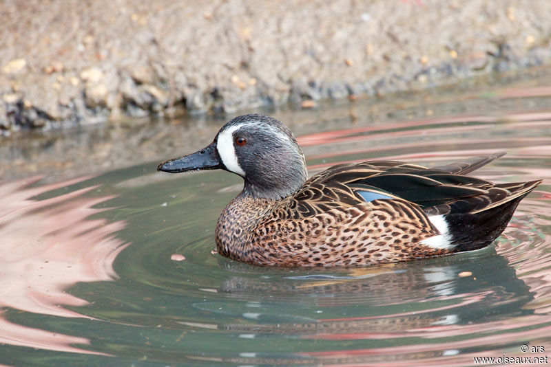 Blue-winged Teal, identification